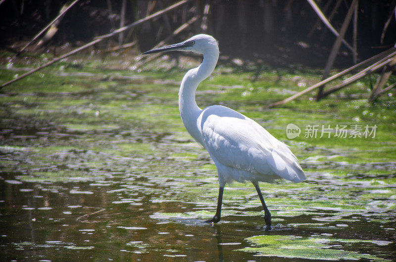 小白鹭(Egretta garzetta)在艾瓜摩尔德l'emporda湿地